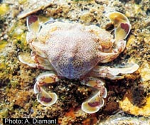 Photo:A. Diamant Click for a larger picture